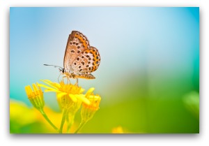 Butterfly